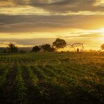 Contratti, Merito e Agrivoltaico: Le Nuove Frontiere di Lavoro e Sostenibilità